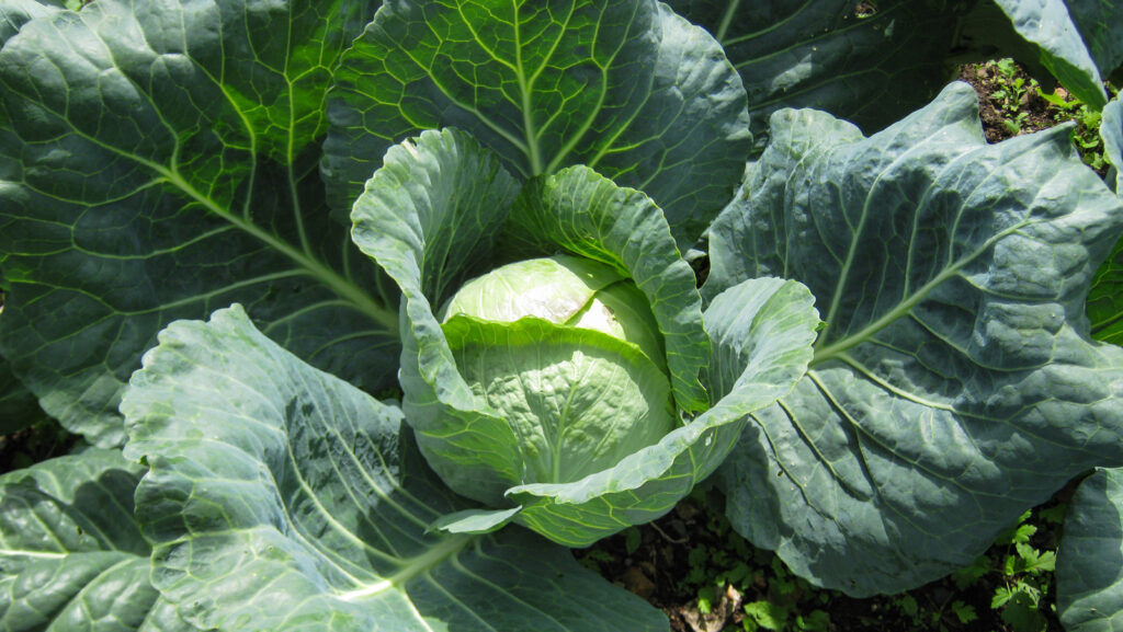 Cabbage-Leaves