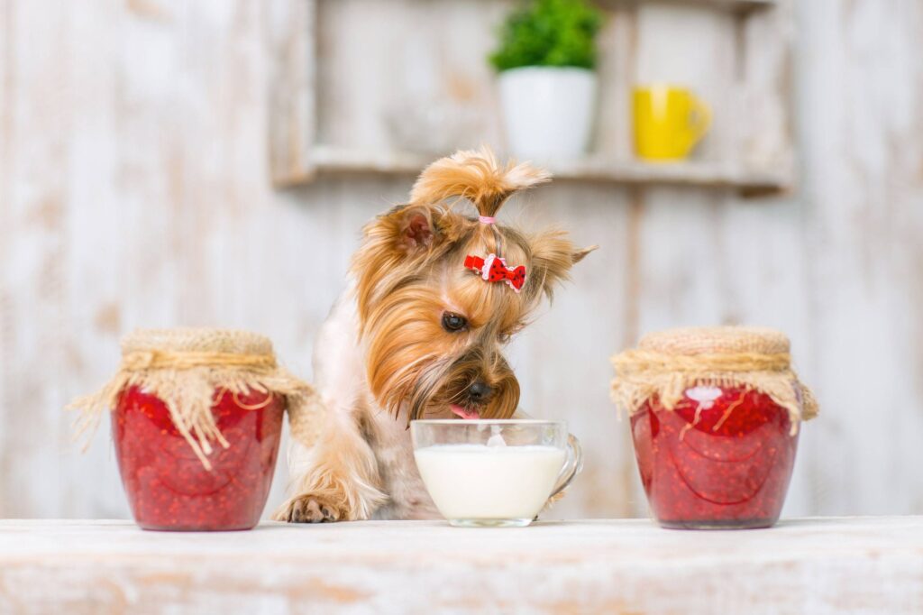 Yogurt-for-dog