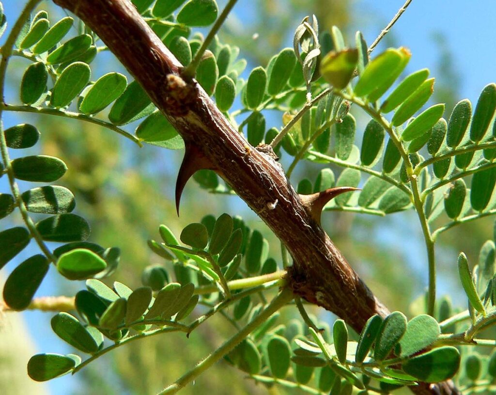 Acacia-Leaves