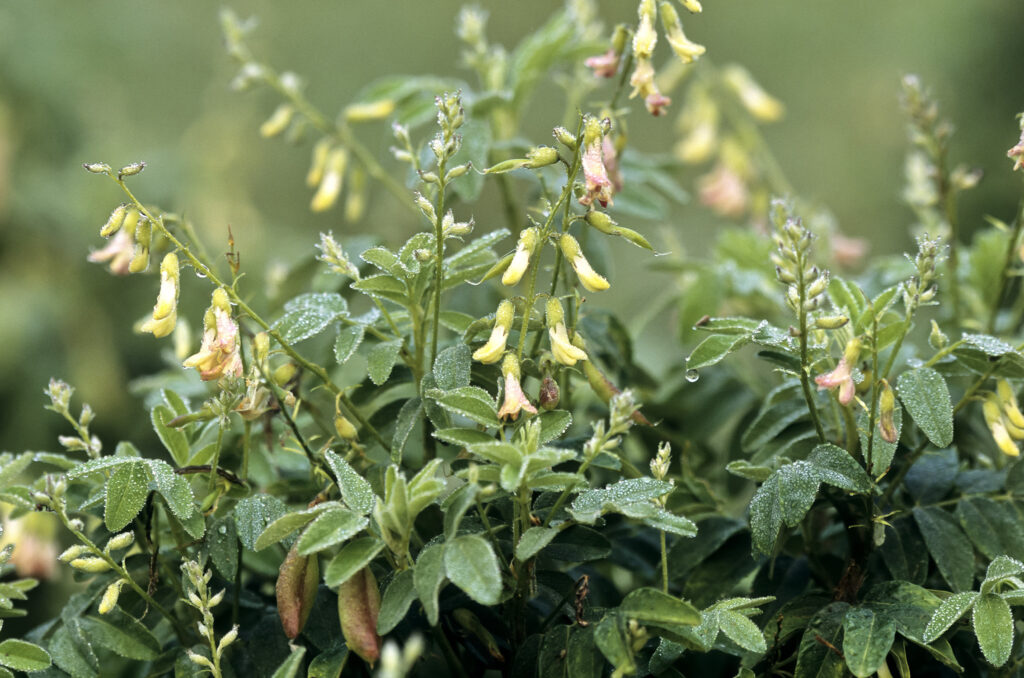 Astragalus