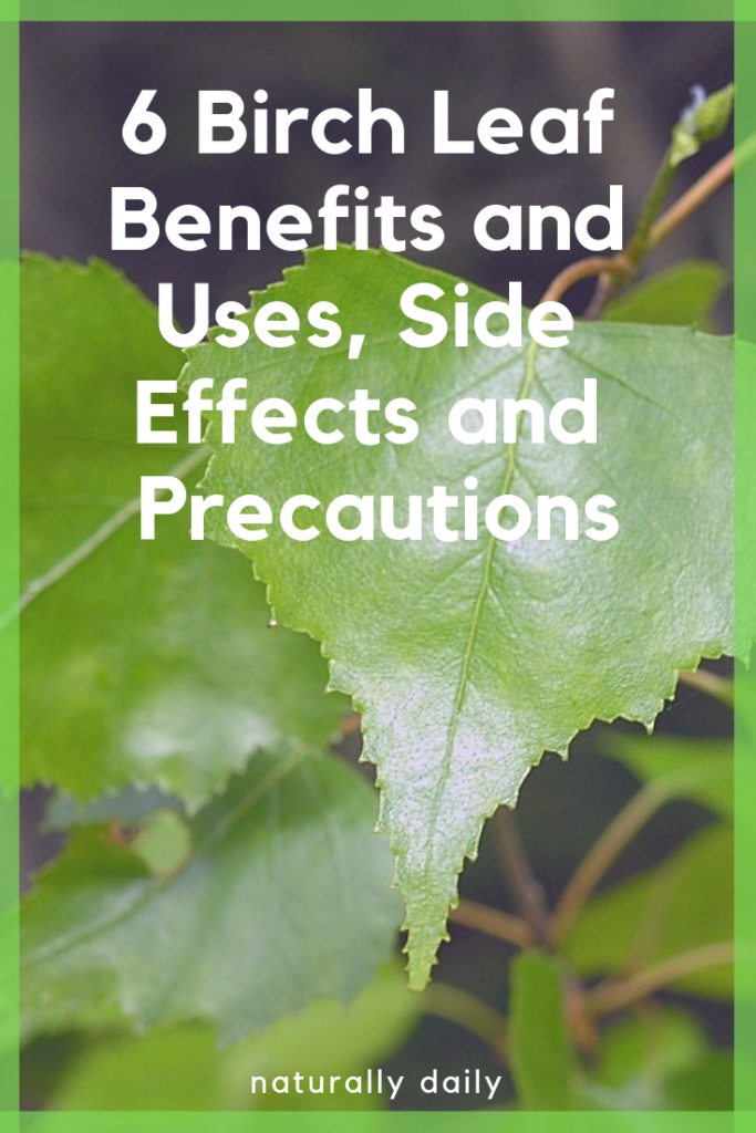6-Birch-Leaf-Benefits-and-Uses, Side Effects and Precautions(title-image)