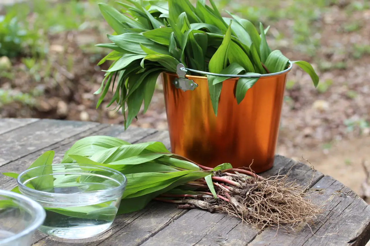 Substitutes for Green Onion