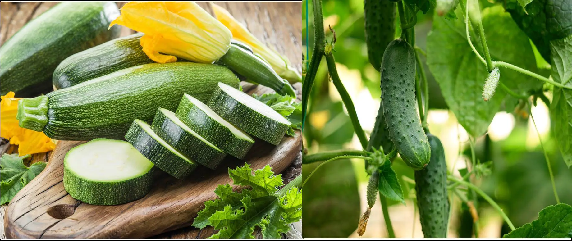 Zucchini VS Cucumber : What Makes Them Different?