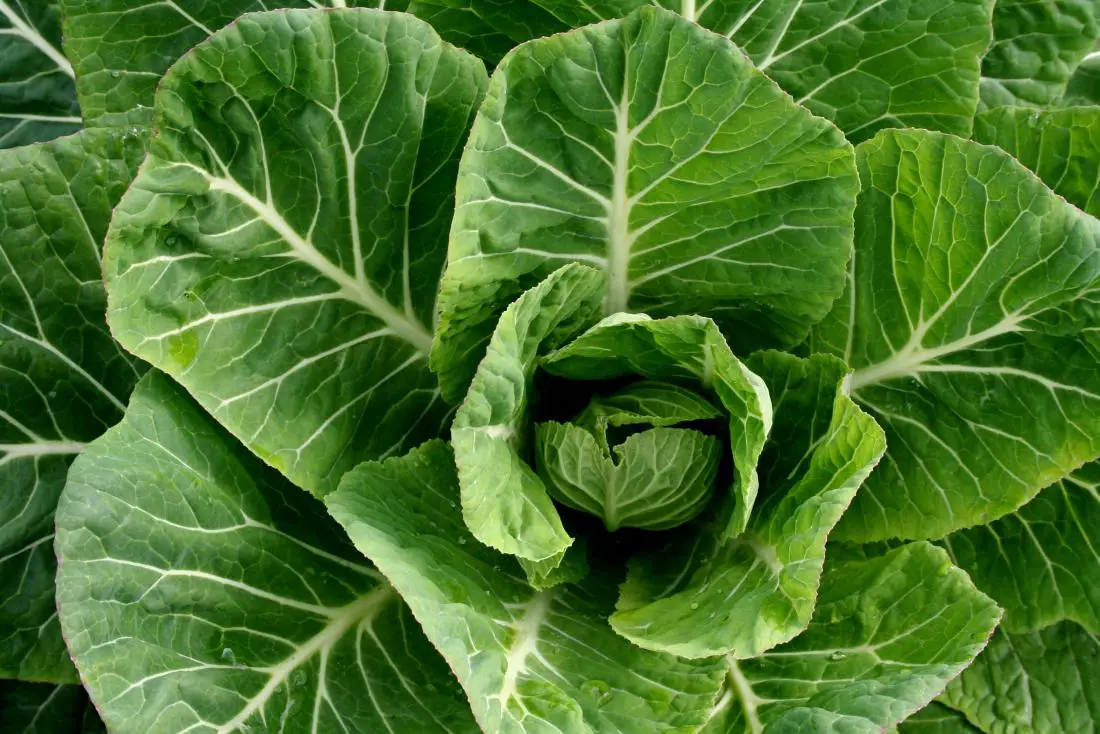 Broccoli Rabe Substitutes in Pastas & Salads