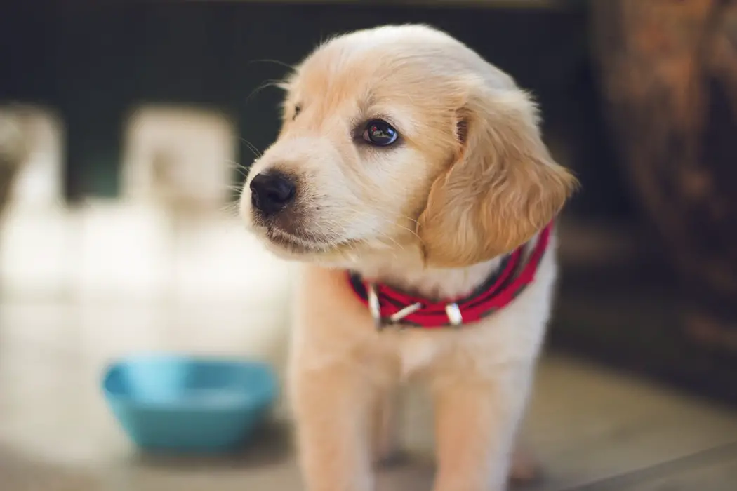 Can Dogs Eat Sesame Seeds?