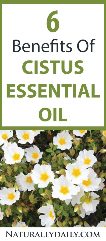 Cistus-Oil-Chemical-Compounds-and-Therapeutic-Effects
