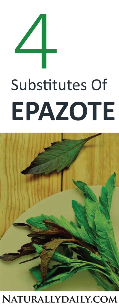 What-are-the-Best-Epazote-Substitutes