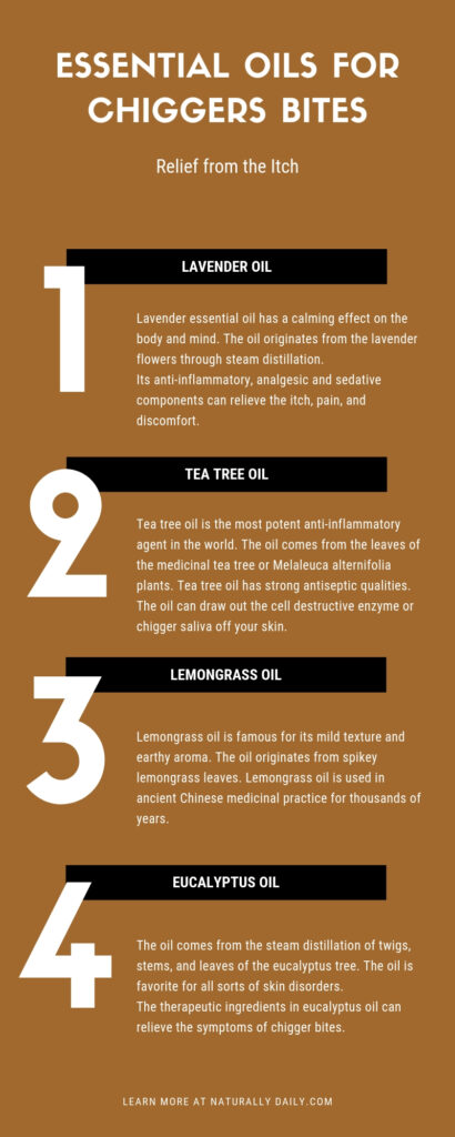 7-Essential-Oils-f7-Essential-Oils-for-Chiggers-Bites(infographic)or-Chiggers Bites