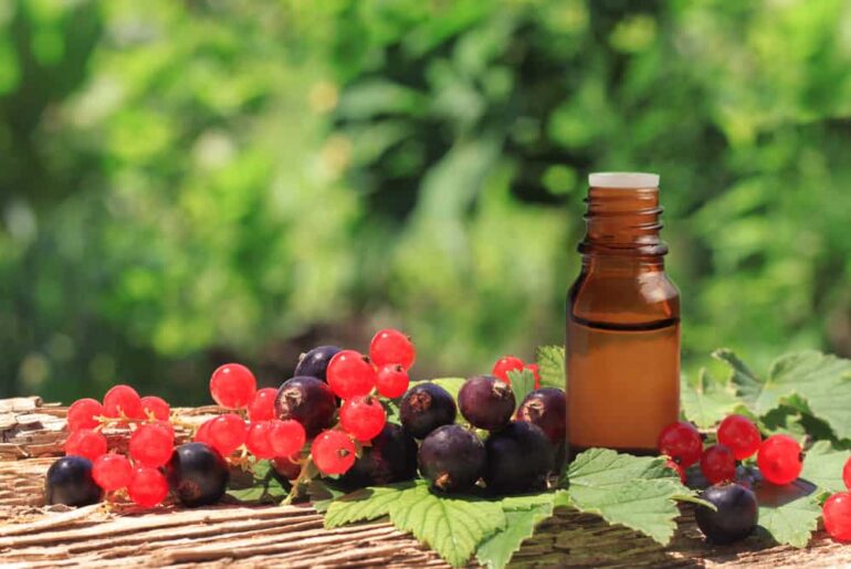 Health Benefits of Black Currant Seed Oil