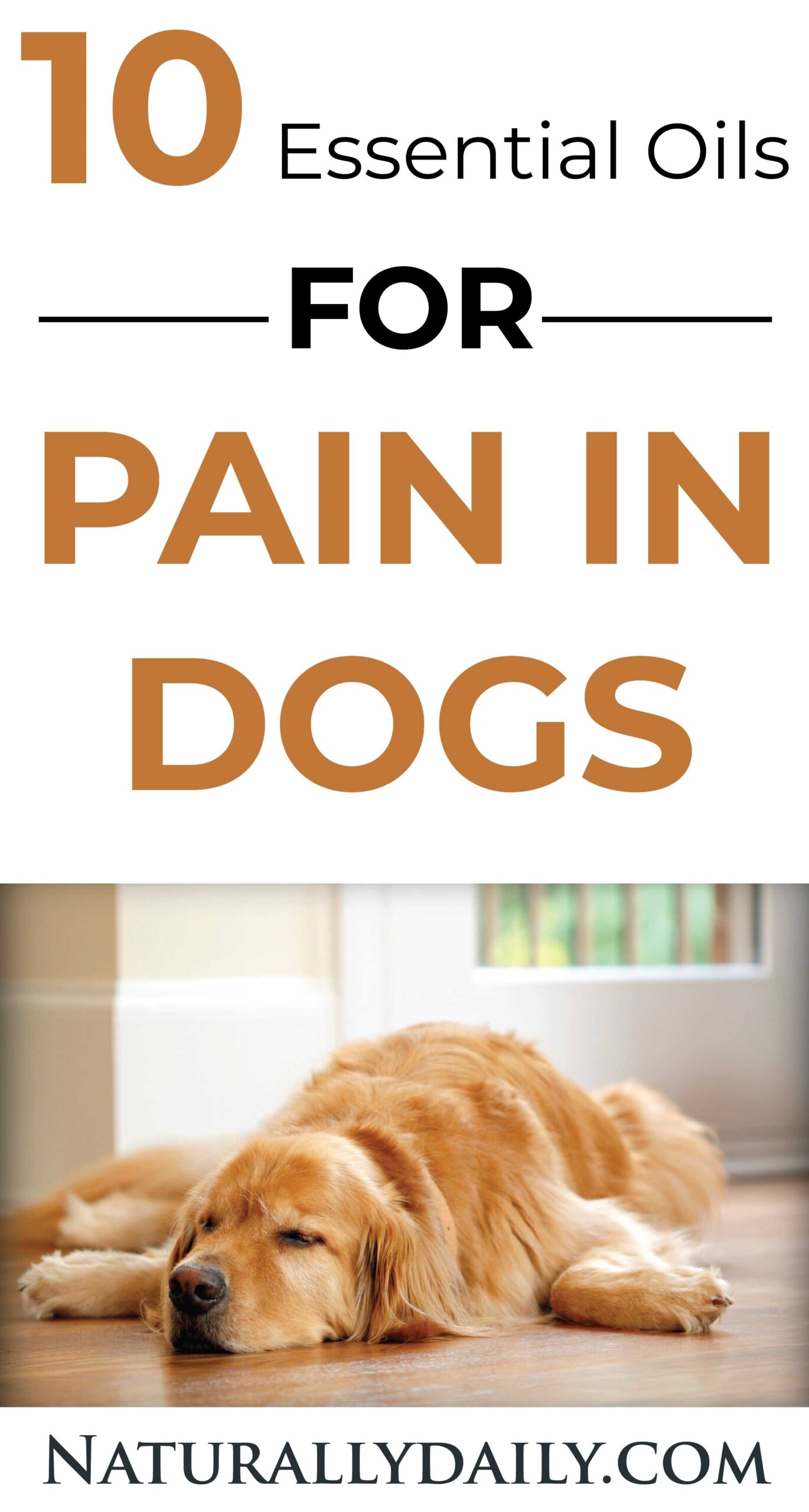 10 Essential Oils for Pain in Dogs & How to Use Them Naturally Daily