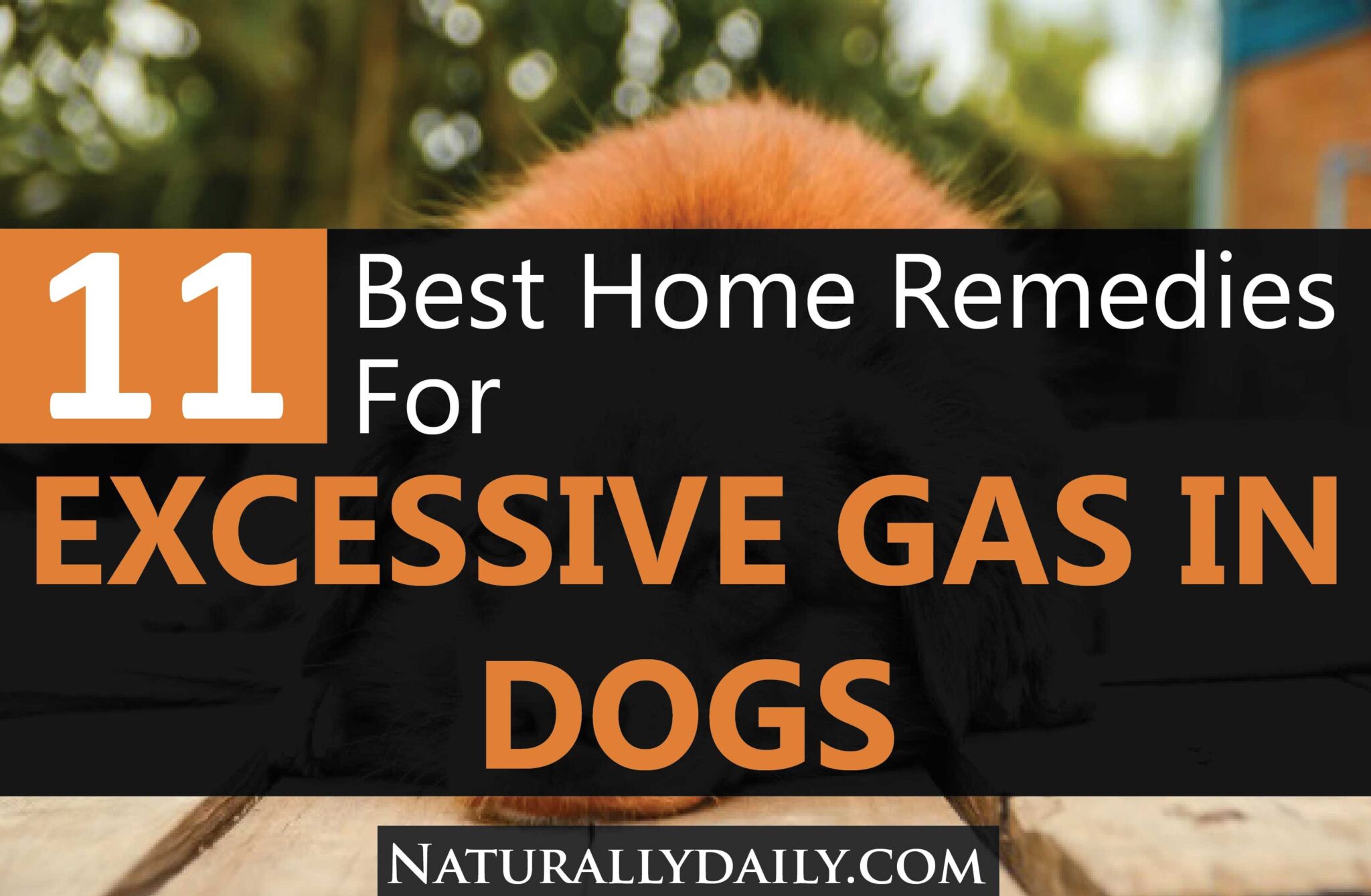 11 Home Remedies for Excessive Gas in Dogs Naturally Daily
