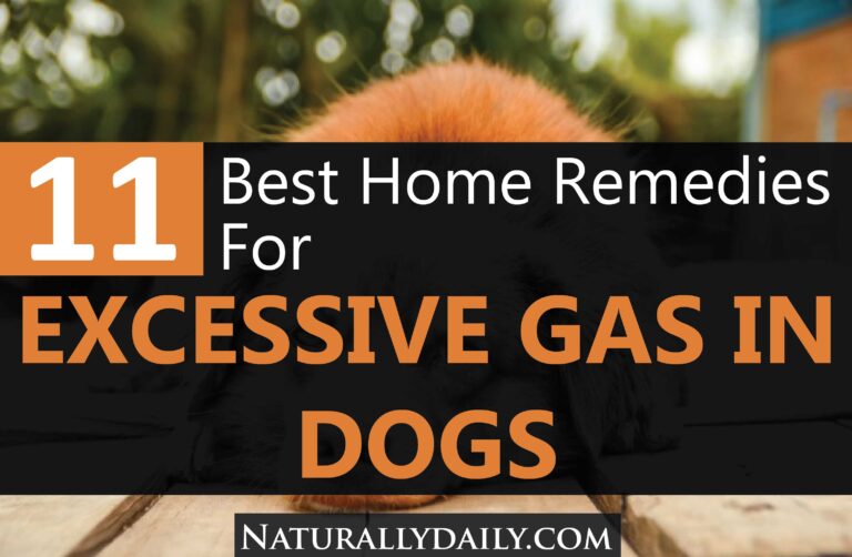 11 Home Remedies for Excessive Gas in Dogs Naturally Daily