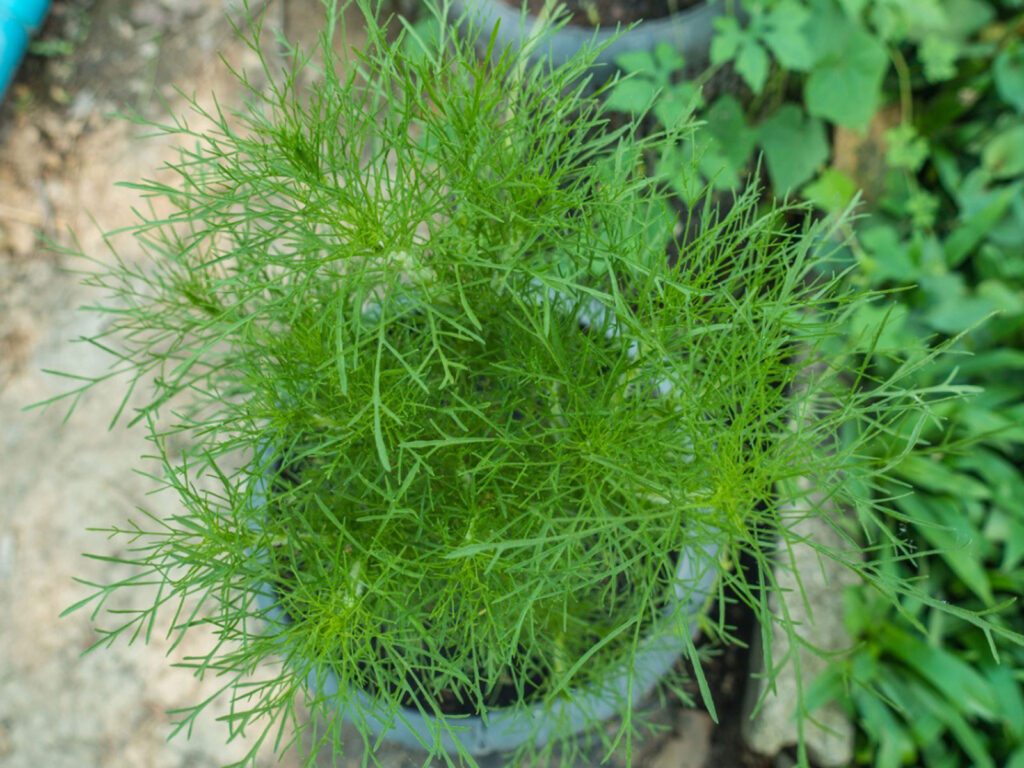 Best Dill Substitutes 6 Herbs That You Must Know! Naturally Daily