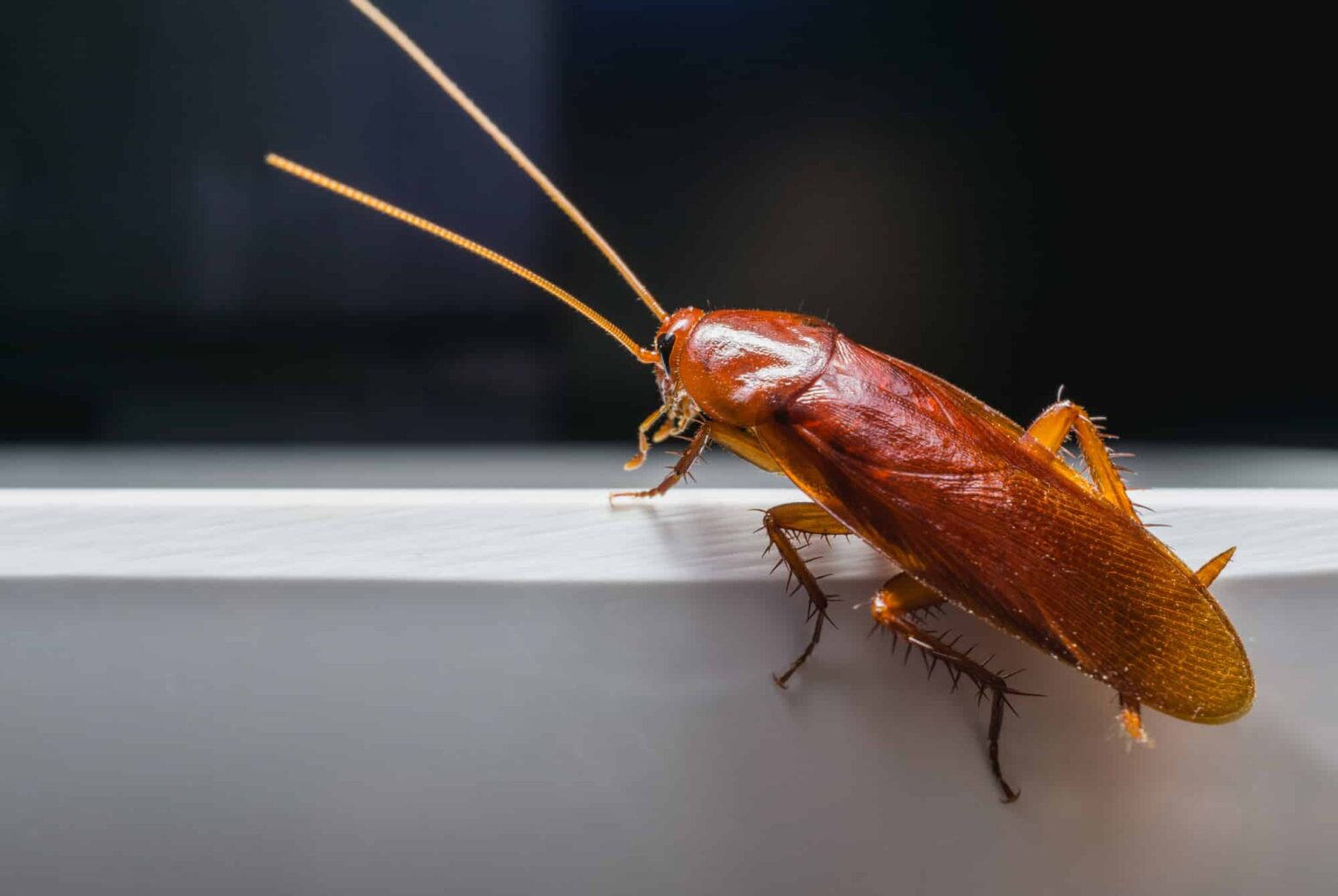 25 Best Home Remedies for Roaches Control in Your House Naturally Daily