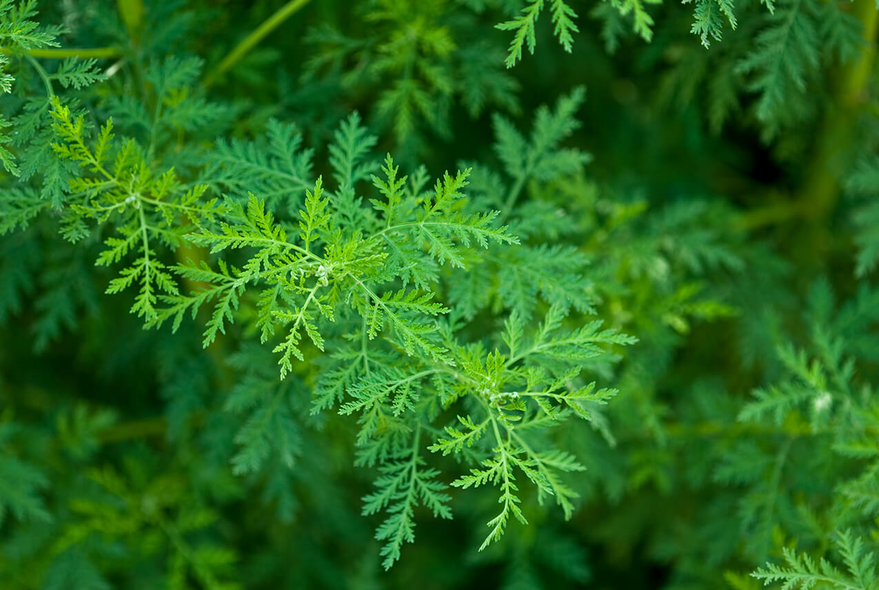 Wormwood перевод. Artemisia annua l. Полынь. Wormwood Artemisia annua. Артемизия Anua. Полынь или петрушка русалки.