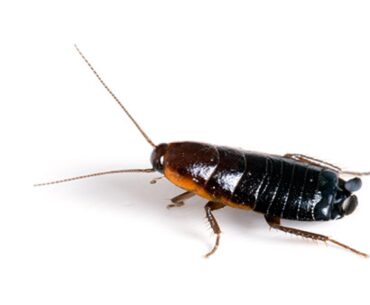 Get Rid of Baby Roaches