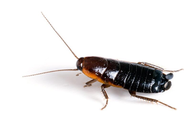 Get Rid of Baby Roaches