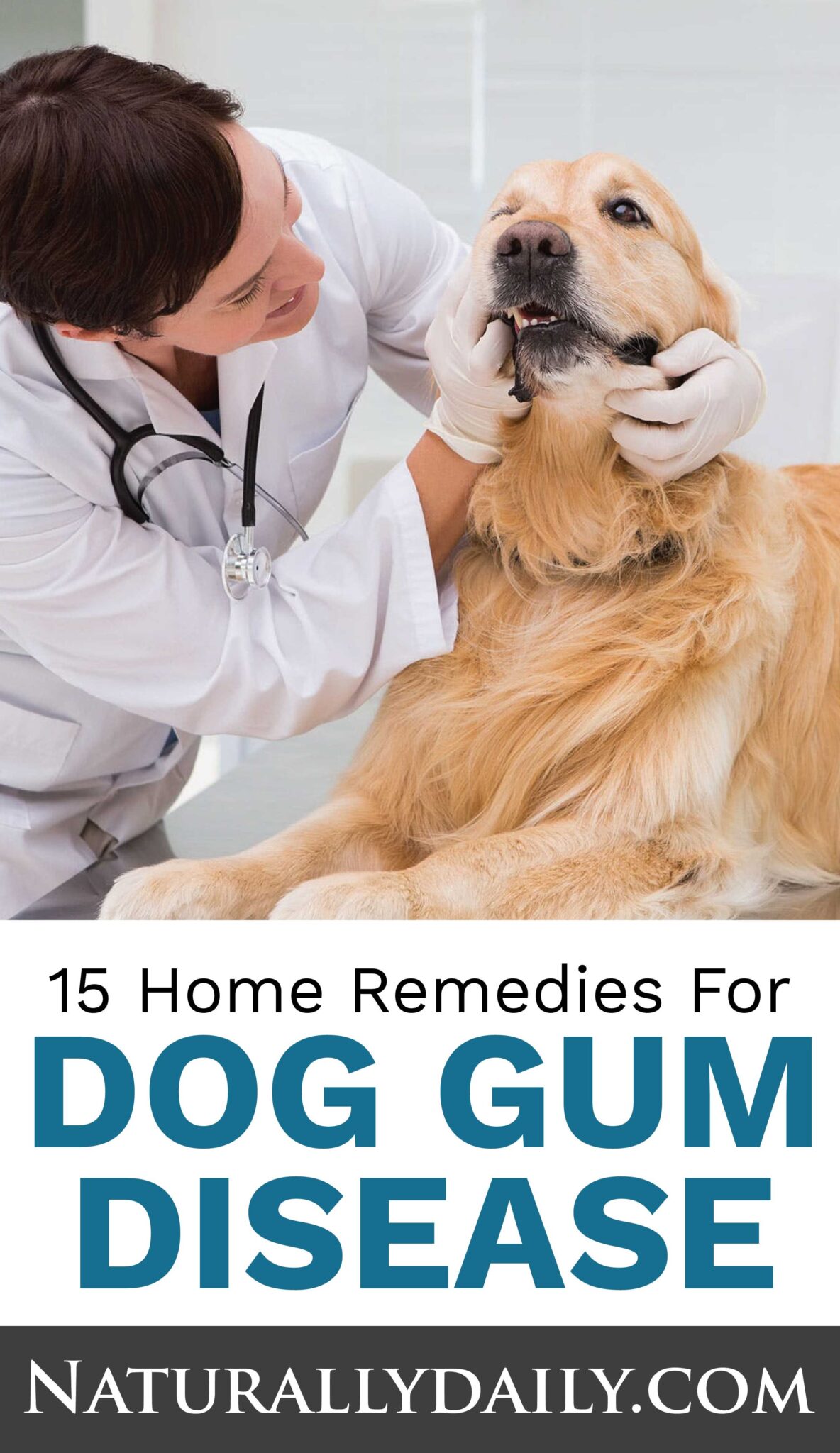 15 Home Remedies for Dog Gum Disease or Periodontitis