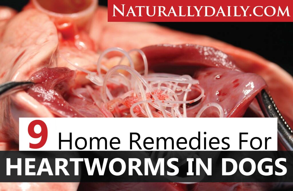 how-do-i-know-if-my-dog-has-heartworms-in-2021-heartworm-medication