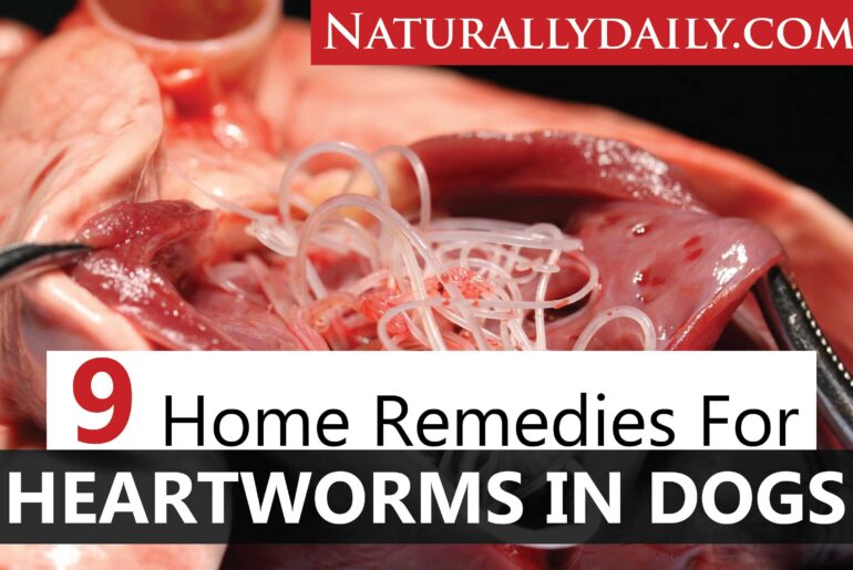 196. 9 Home Remedies for Heartworms