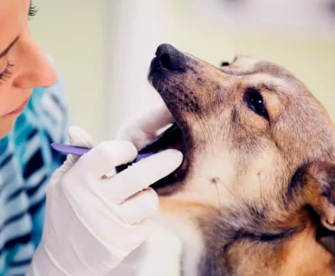 Remedies for Dog Gum Disease or Periodontitis
