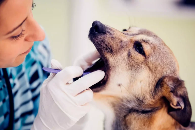 15 Home Remedies for Dog Gum Disease or Periodontitis - Naturally Daily