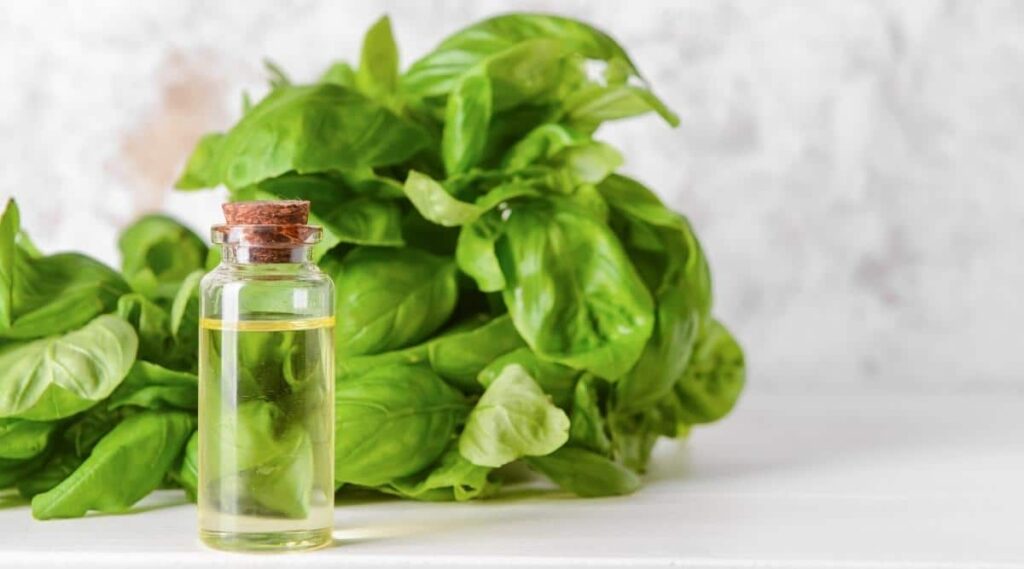 Holy Basil Essential Oil 8 Benefits, Uses, and Side Effects