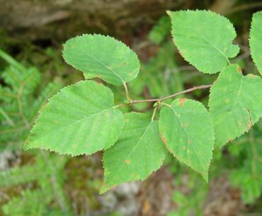 Birch Leaf Benefits