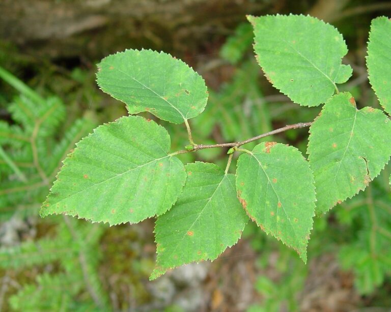 6 Birch Leaf Benefits and Uses, Side Effects and Precautions Naturally Daily