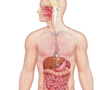 Digestive
