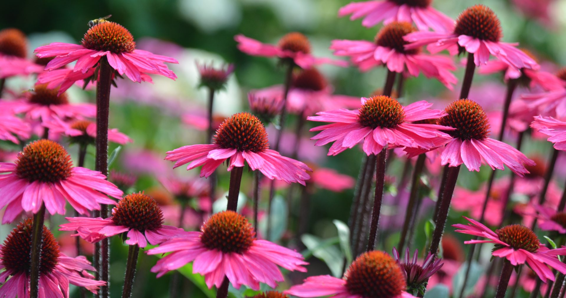 13 Home Remedies for Nasal Congestion Natural Decongestants