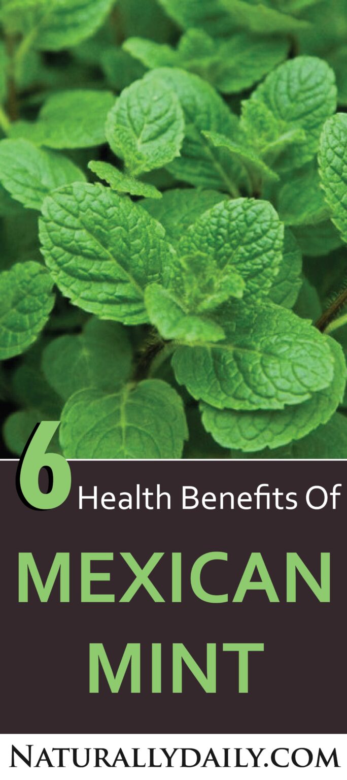 Mexican Mint (Indian Borage) 6 Health Benefits and Uses Naturally Daily