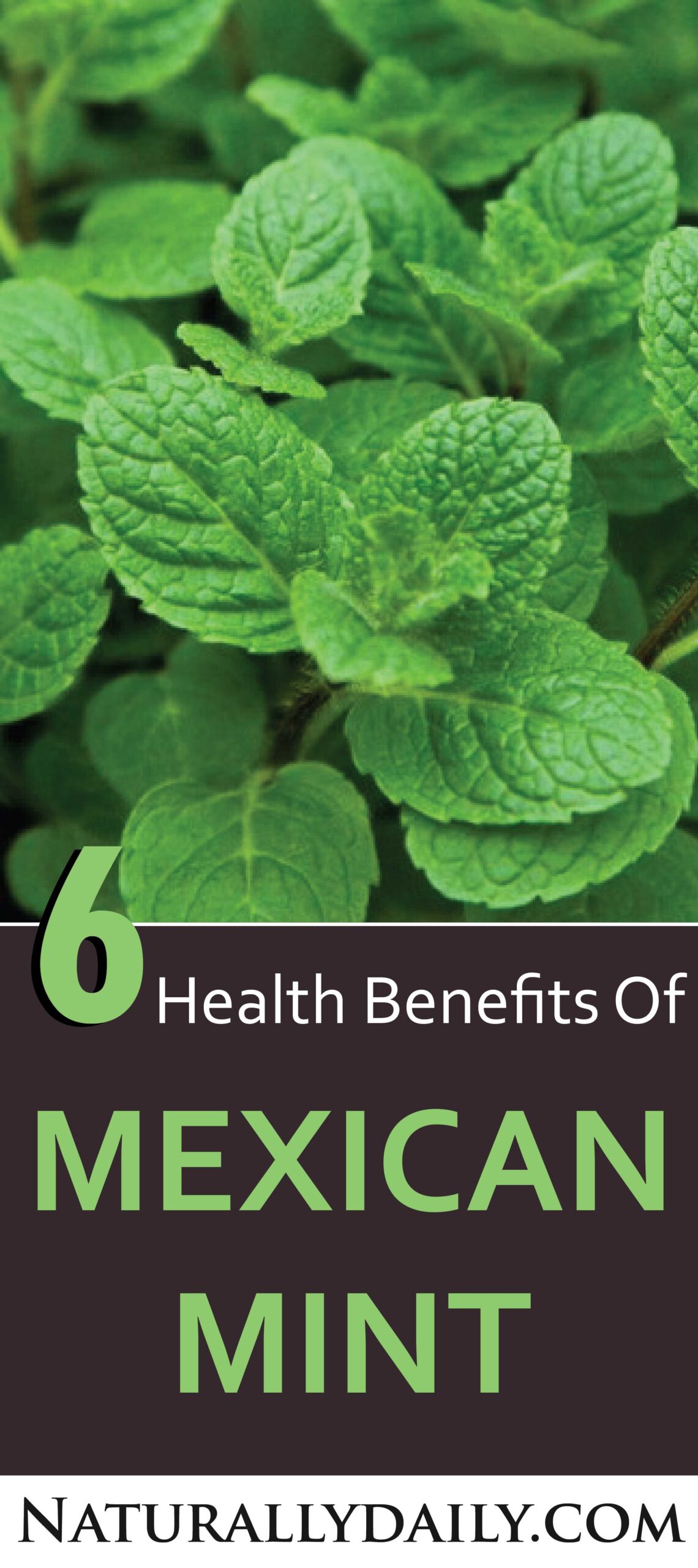 Mexican Mint (Indian Borage) 6 Health Benefits and Uses Naturally Daily