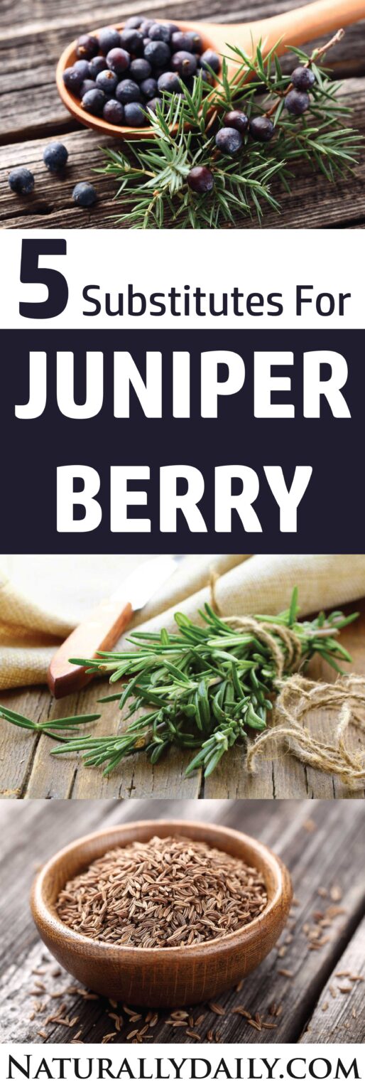 5 Good Juniper Berry Substitutes for Your Recipes