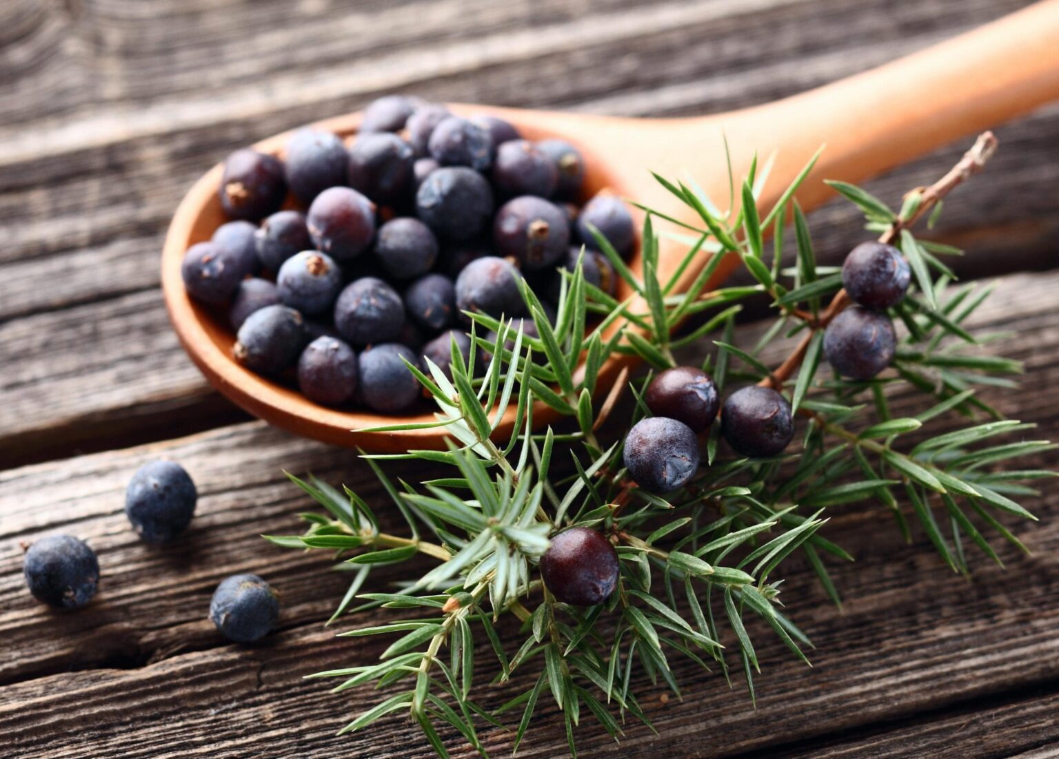 5 Good Juniper Berry Substitutes for Your Recipes