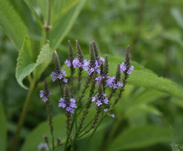 Health Benefits of Blue Vervain