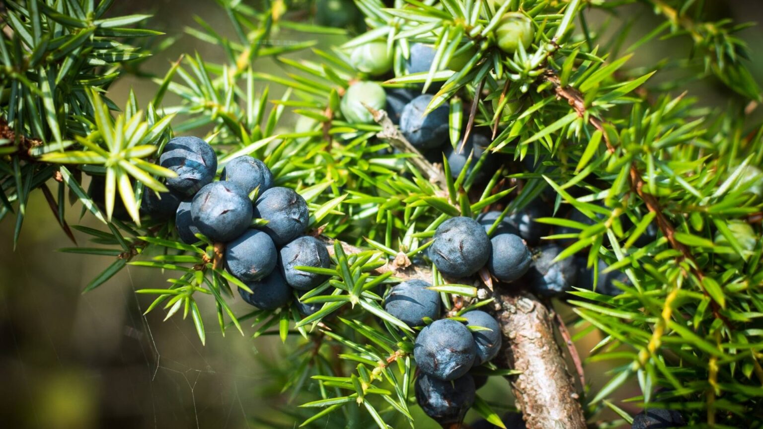 5 Good Juniper Berry Substitutes for Your Recipes