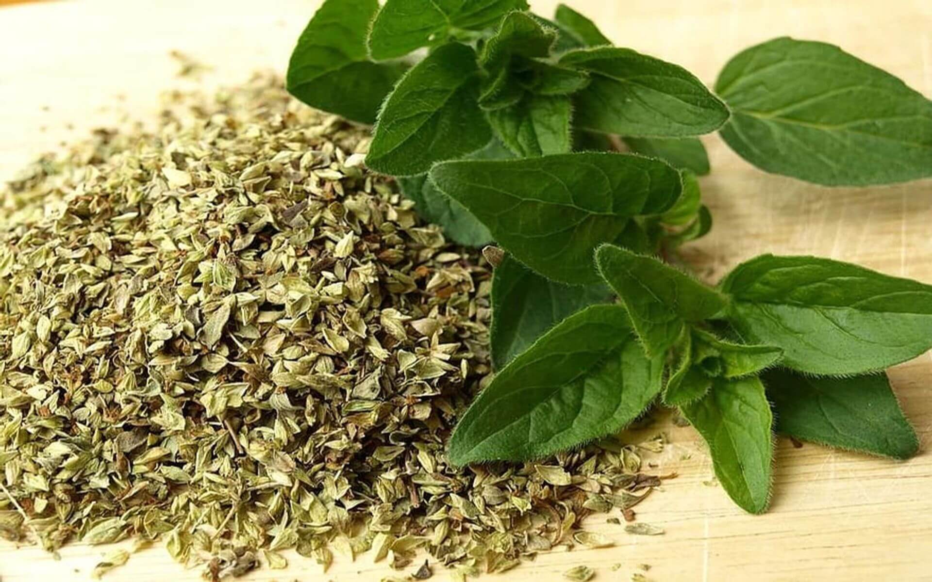 What are the Best Epazote Substitutes 4 Closest Alternatives