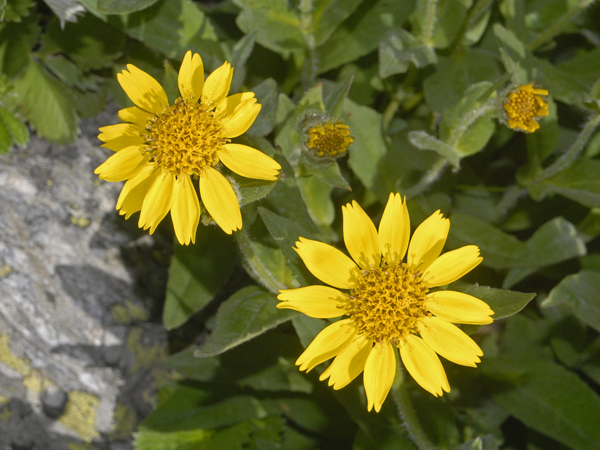 15 Arnica Tea Benefits and Uses — By Scientific Research