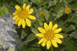 Arnica Tea Benefits