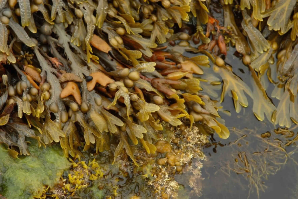 Bladderwrack Seaweed and Tea: Benefits and Uses for Health