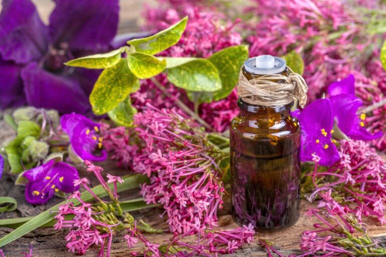 7 Essential Oils for Chiggers Bites to Relieve Itch and Rash