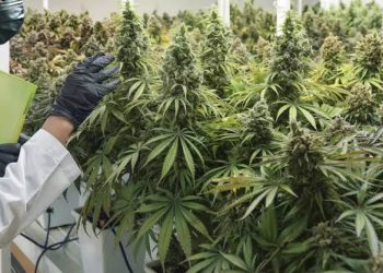 Unlocking Nature’s Pharmacy: The Therapeutic Potential of Medical Cannabis