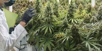 Unlocking Nature’s Pharmacy: The Therapeutic Potential of Medical Cannabis