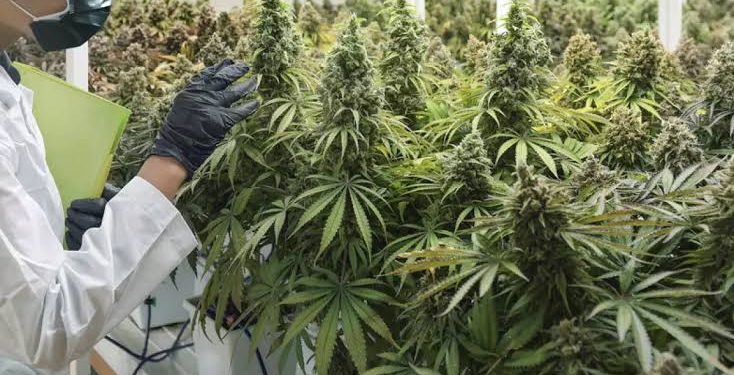 Unlocking Nature’s Pharmacy: The Therapeutic Potential of Medical Cannabis